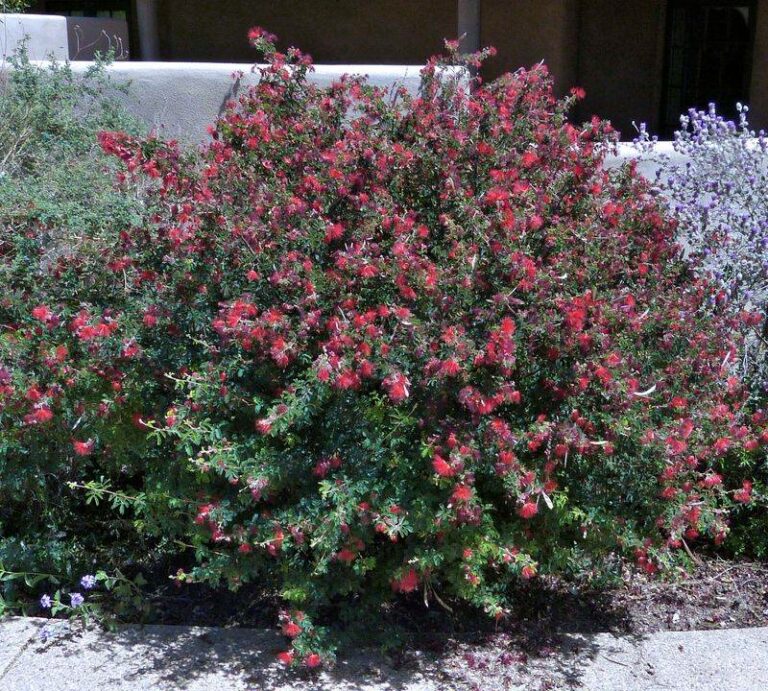 Arizona Native Plants That Hold A Sloped Yard In Place When The Monsoon Rains Race Down It