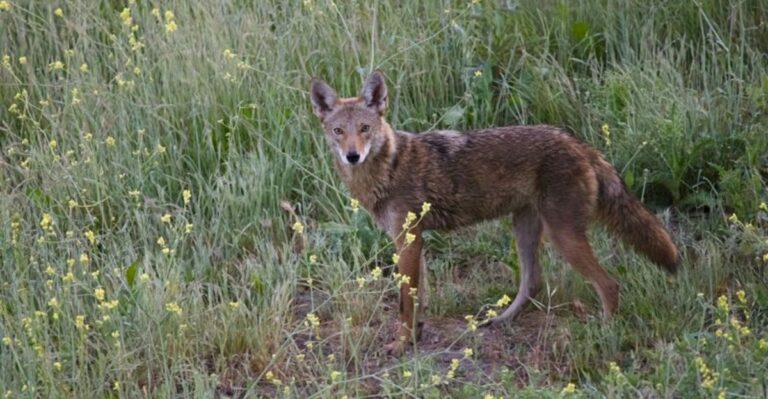 What A Fall Coyote Sighting Really Says About Your New York Yard