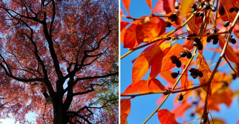 The Native Ohio Tree That Turns Purple Before It Drops Its Leaves