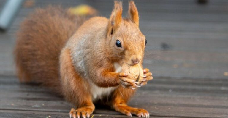 9 Virginia Yard Habits That Keep Squirrels Coming Back