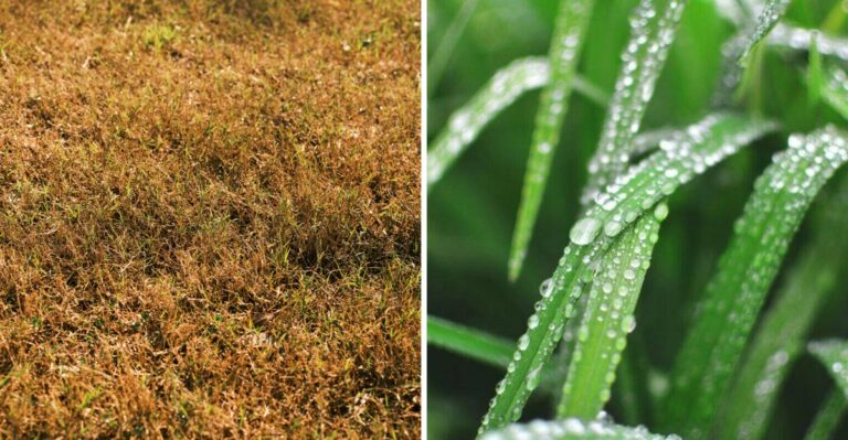 What It Means For Your Colorado Lawn If You Shut Off Sprinklers Too Soon