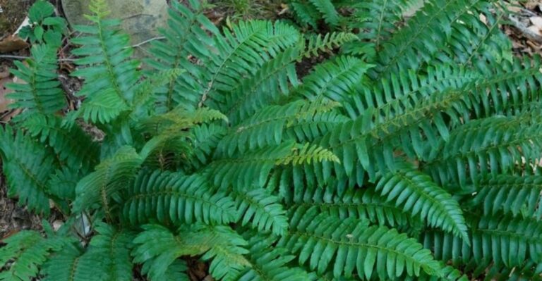 The Ohio Native Fern That Makes Shady Gardens Less Inviting To Ticks