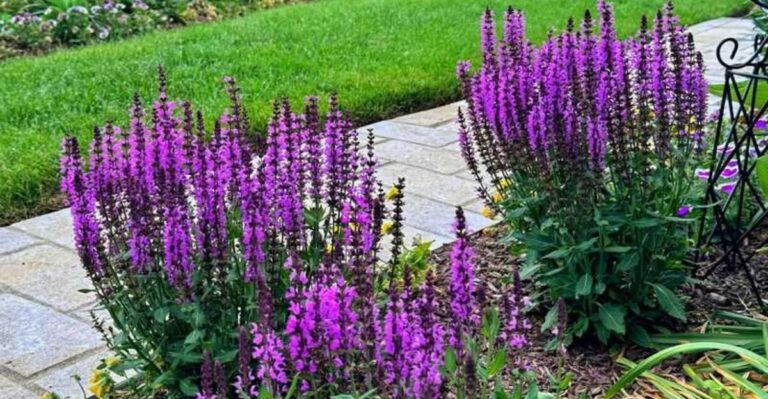 The One Thing North Carolina Salvia Needs Before September Ends