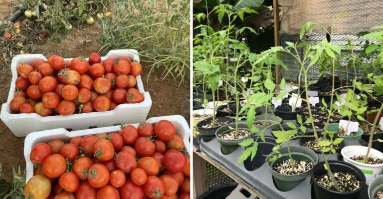Should You Keep Your Old Florida Tomato Plant Or Start Fresh This September?