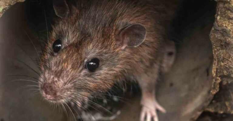 Why Are Rats Moving Into California Yards Earlier This Fall?