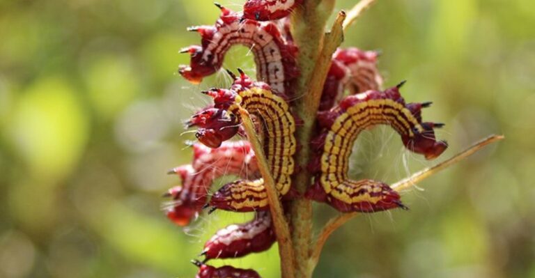 A Late-Summer Visitor Is Thinning Out Alabama Yards