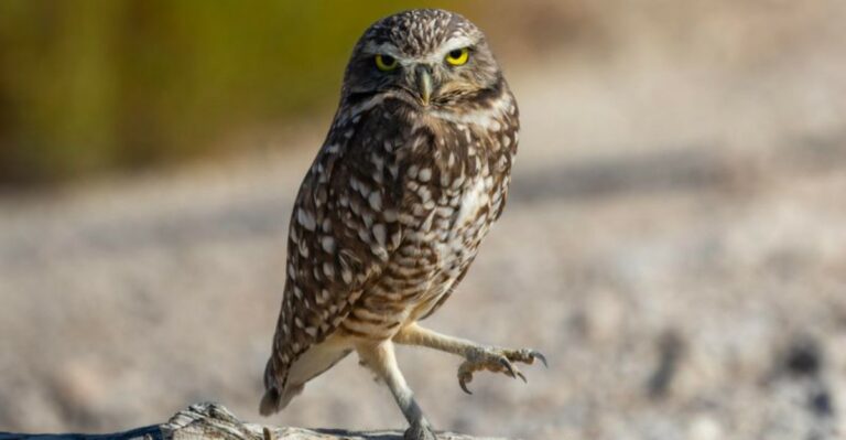 Before You Block A Ground Squirrel Burrow In California, Check For This Protected Bird First
