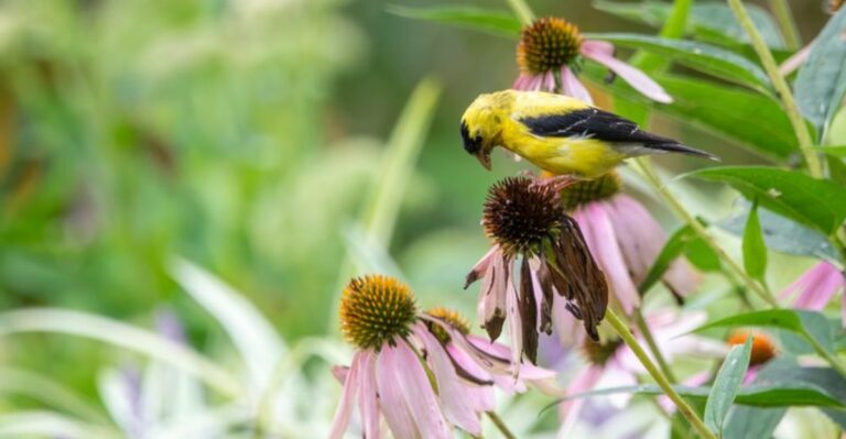 Fall Garden Habit That Removes Food Migrating Birds Need Most In California