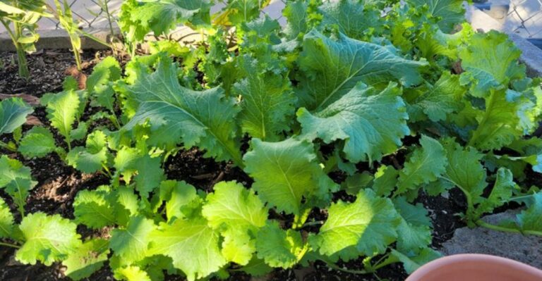 This Fast Growing Fall Vegetable Deserves More Space In Georgia Gardens