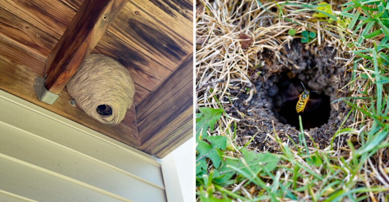 Where Yellowjackets Are Building Underground Nests In North Carolina Right Now