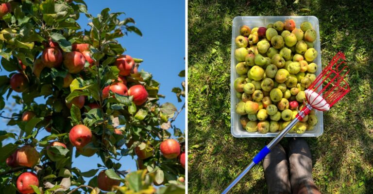 The One Fall Task That Keeps New York Apple Trees Productive Next Summer
