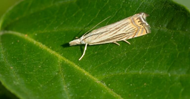 Small Brown Moths Are Rising From Illinois Lawns With Every Step