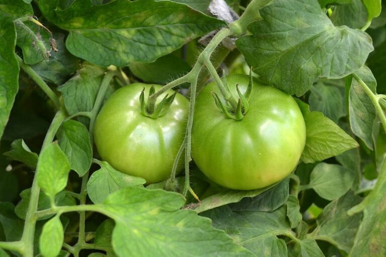 Wisconsin Gardeners Are Pulling Their Tomato Plants Now, and Here’s What to Do With the Green Fruit