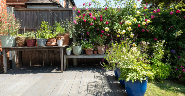 container plants