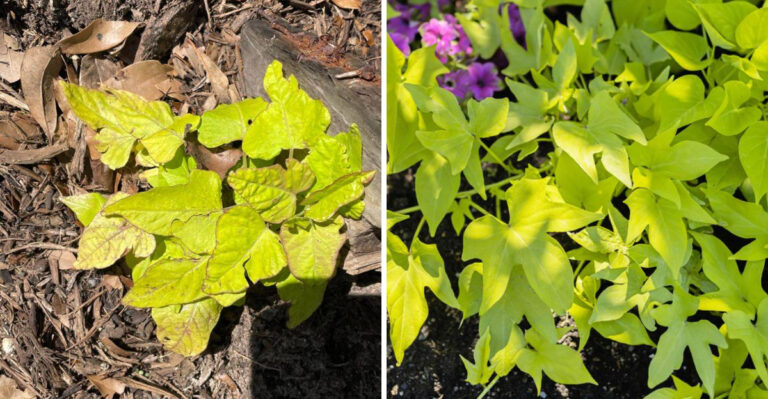 Are Your Georgia Sweet Potato Vines Turning Yellow? Here Is What It Means For Your Harvest