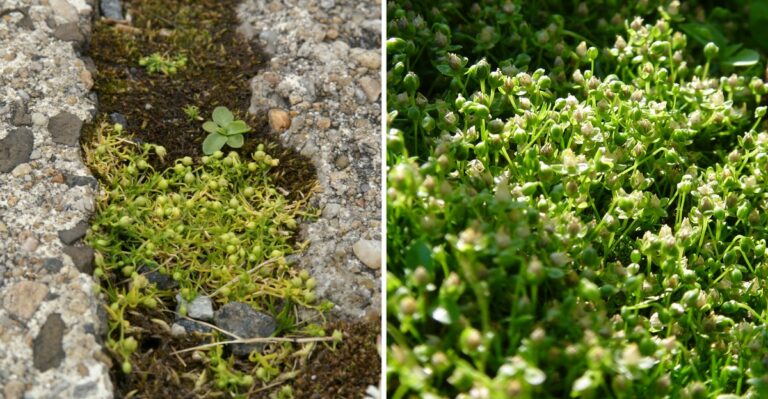 Don’t Ignore This Tiny Weed Taking Over Your Yard