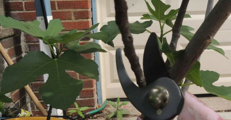The Fall Pruning Mistake That Can Cost North Carolina Fig Trees Their Winter Survival