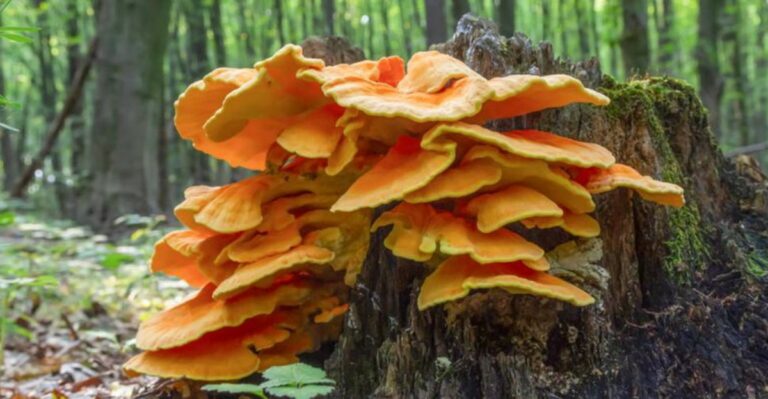 The Bright Orange Mushroom Growing On Missouri Oak Trunks Right Now
