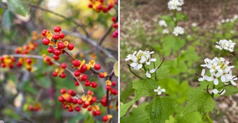 Invasive Plants Pennsylvania Gardeners Should Remove Before Winter