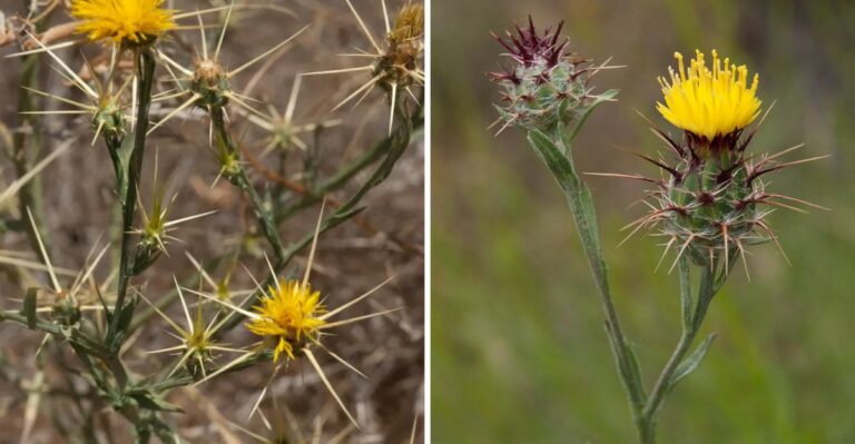 Don’t Touch This Beautiful But Invasive Texas Flower Spotted This September