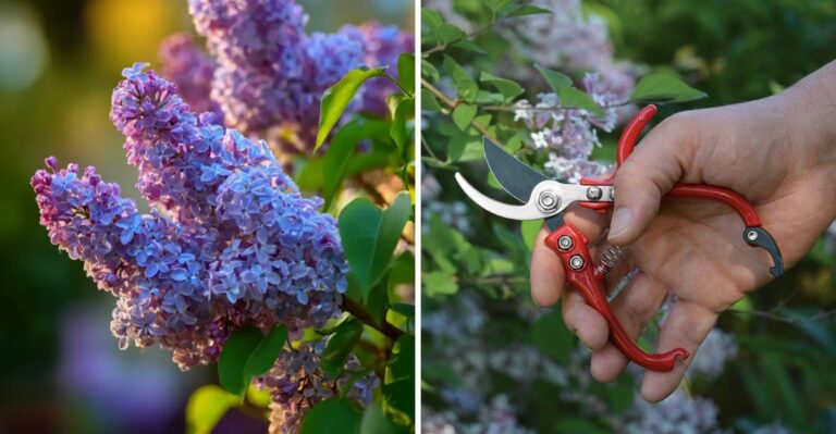 The One Thing You Must Do To Texas Lilacs Before September Ends