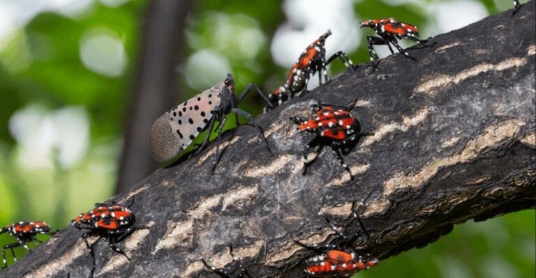 What Finding Spotted Lanternflies In Your Michigan Yard Means For Your Trees
