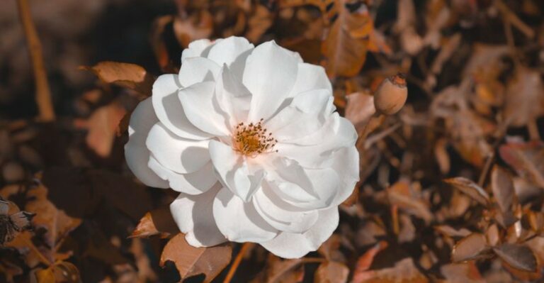 8 Late September Tasks New York Rose Owners Should Finish Now