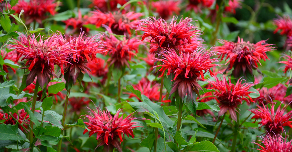 bee balm (featured image)