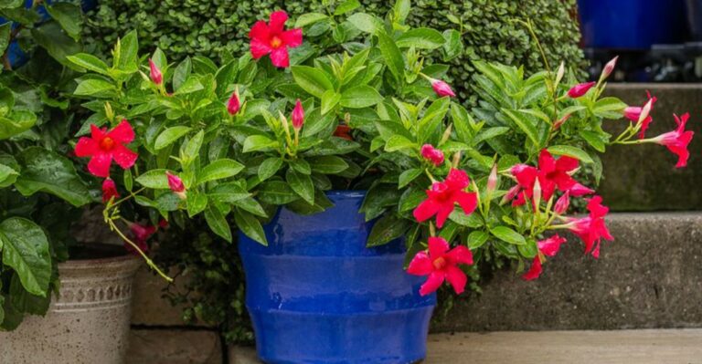 How Virginia Gardeners Keep Mandevilla Alive Through Winter