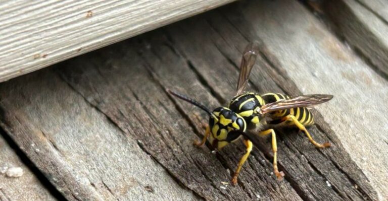 The Fragrant Herb That Makes Your Virginia Porch Less Tempting To Yellow Jackets