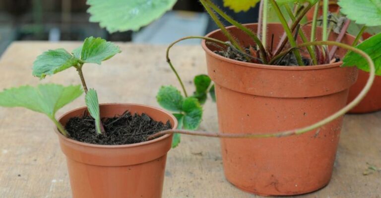 Strawberry Runners Rooted This Month Become Next Summer’s Free Plants
