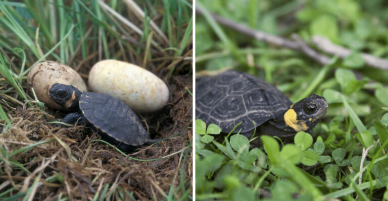 The Rare Connecticut Turtle Species Quietly Making A Comeback This Fall