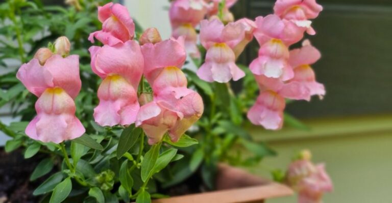 When To Plant Snapdragons In Georgia For Color Through The Cooler Months