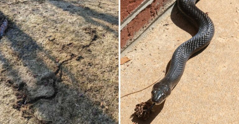 7 Warning Signs Of Snakes In Your Pennsylvania Yard