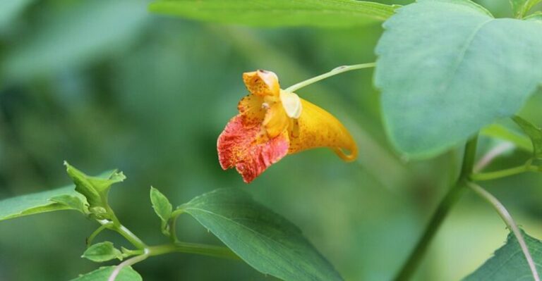 Hummingbirds Love This Georgia Native Plant That Blooms Into Fall