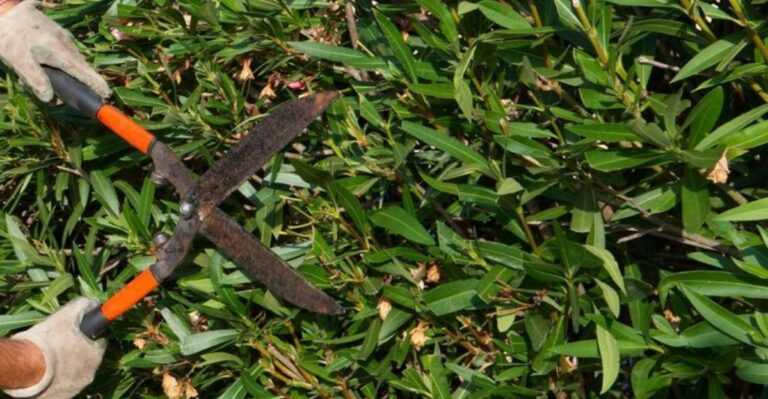 Why September Can Be A Tricky Time To Prune Florida Oleander