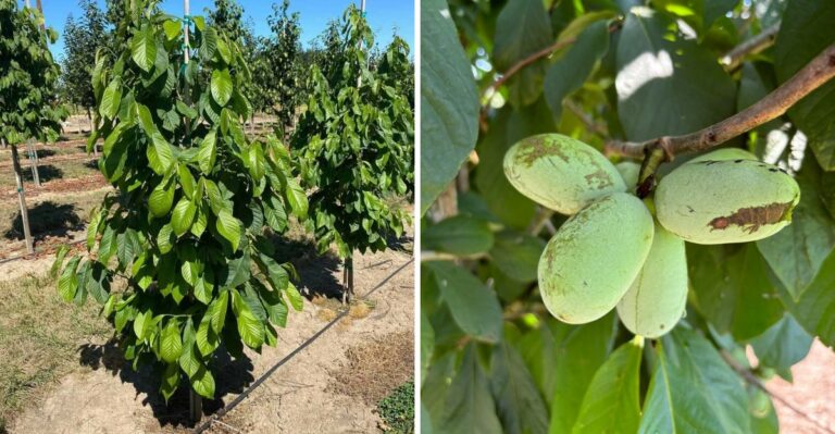 The Forgotten Pennsylvania Fruit Tree More Backyard Gardeners Are Planting