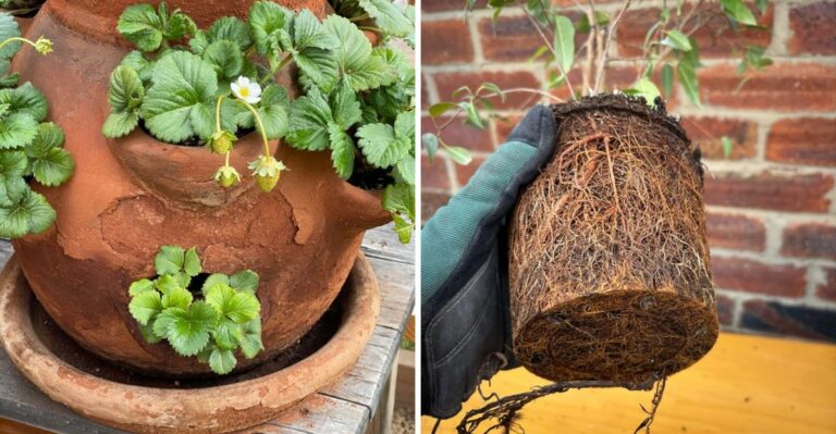 What To Do When California Container Plants Start Drying Out Faster Than Expected