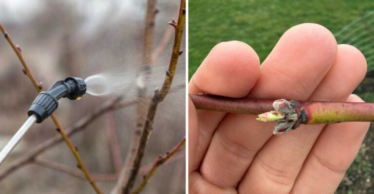 Georgia Peach Trees Need This Fall Treatment Before Leaf Curl Returns