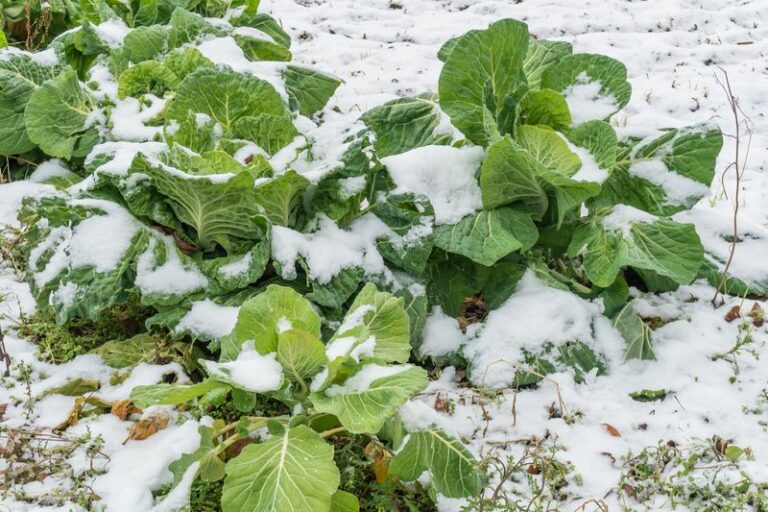8 Cool-Season Greens Wisconsin Gardeners Tuck Into Empty Beds for Salads Past the First Frost