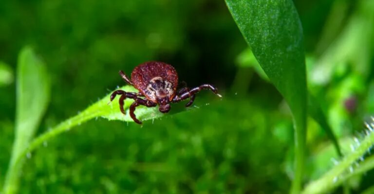 Why Michigan Ticks Get More Dangerous In Fall And How Gardeners Can Fight Back