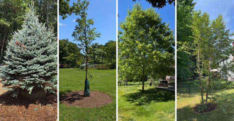 The Pennsylvania Trees To Fertilize In September And The Ones To Skip