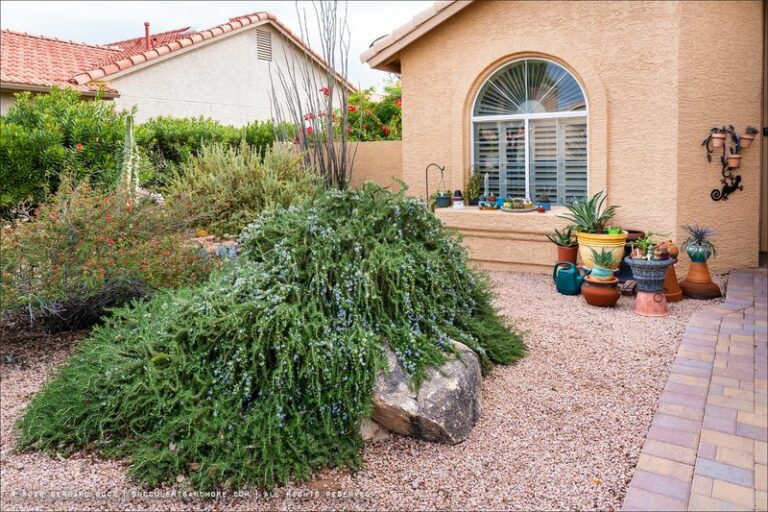 Plant One Rosemary Bush In Your Arizona Yard And It Only Gets Stronger When The Heat Turns Brutal