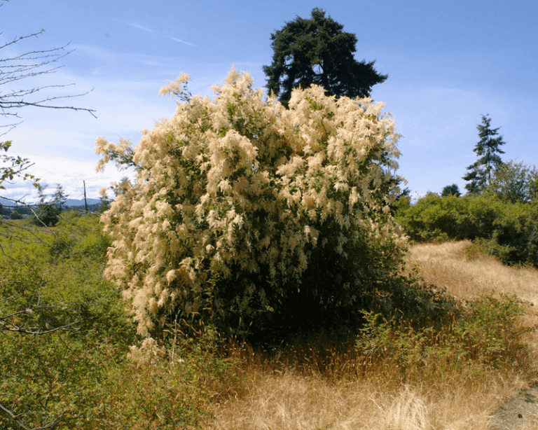 12 Oregon Native Shrubs Homeowners Plant Once for Privacy That Come Back Thicker Every Year