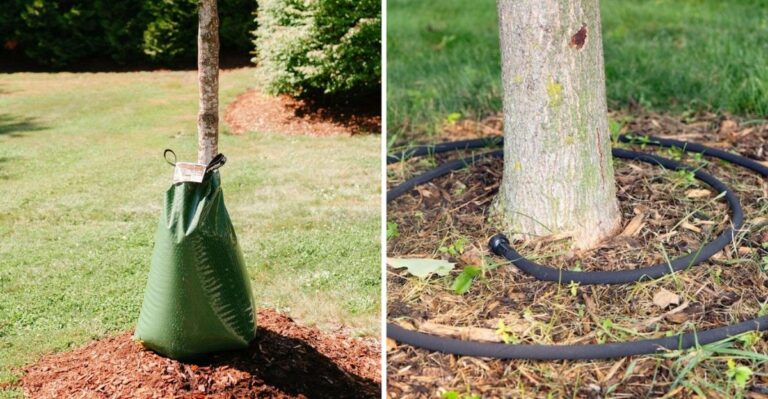 Trees Planted Last Spring In Illinois Need Water More Than Mulch