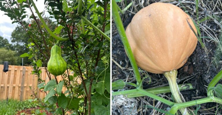 What Florida Gardeners Should Know Before Planting Seminole Pumpkins