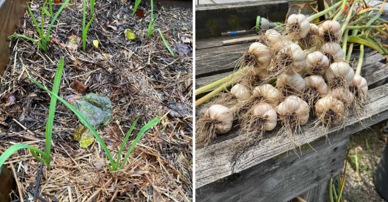 Why Oregon Garlic Sprouts Too Early In Fall And Whether You Should Worry