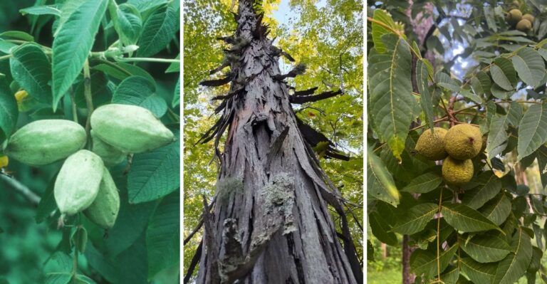 The Native Virginia Trees That Rain Down Free Nuts For Decades