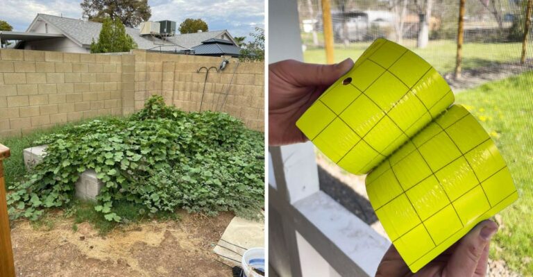 Don’t Let Whiteflies Take Over Your Arizona Sweet Potato Vines