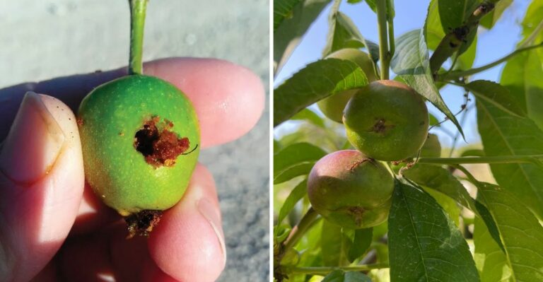 Here’s What It Means When You Start Seeing These Entry Holes In North Carolina Apples